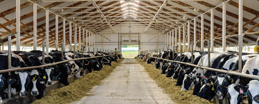 chuyển đổi số cho nhà máy sữa